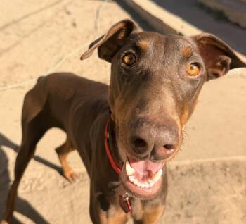 Zola -  Doberman Pinscher Dog for Adoption in Lodi, California - Zola | PetCurious