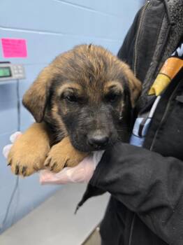 Shepherd Dogs Available for Adoption - Cade | PetCurious