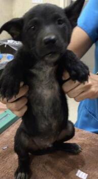 BAAH -  Australian Cattle Dog Blue Heeler Dog for Adoption in Riverside, California - BAAH | PetCurious