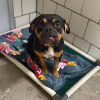 Walker -  Pit Bull Terrier Dog for Adoption in Starkville, Mississippi - Walker | PetCurious