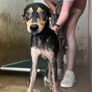 Crossbar -  Shepherd and Hound Dog for Adoption in Austin, Texas - Crossbar | PetCurious