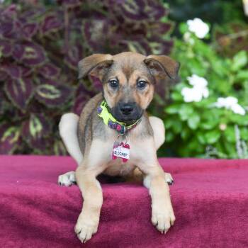 Bloomer -  Labrador Retriever Dog for Adoption in Wake Forest, North Carolina - Bloomer | PetCurious