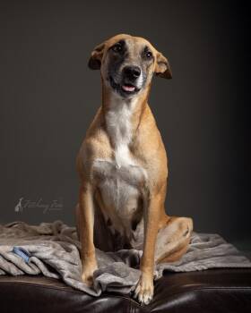 Rescue Belgian Shepherd Malinois Dogs for Adoption in Austin, Texas - Yogurt | PetCurious