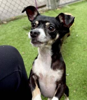 Chihuahua Dogs Available for Adoption in Oakland, California - Sol | PetCurious