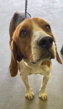 Beagle and Mixed Breed Dogs Available for Adoption in Pensacola, Florida - COOPER | PetCurious
