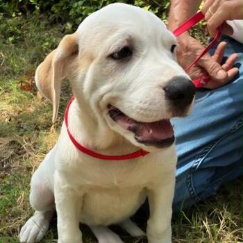 Hannah -  Mastiff and Mixed Breed Dog for Adoption in Wadena, Minnesota - Hannah | PetCurious