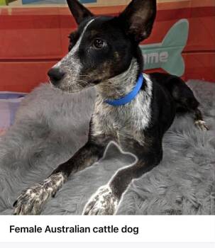 Jersey -  Australian Cattle Dog Blue Heeler Dog for Adoption in Lakewood Ranch, Florida - Jersey | PetCurious