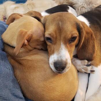 Beagle Dogs Available for Adoption in Saratoga Springs, New York - Jenha Grace | PetCurious