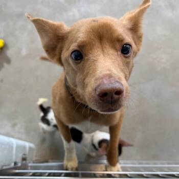 Mixed Breed Dogs Available for Adoption in Pittsburgh, Pennsylvania - Aussie And Zeplin | PetCurious