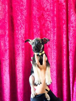 Sneezy -  Xoloitzcuintli Mexican Hairless and Pit Bull Terrier Dog for Adoption in West Hollywood, California - Sneezy | PetCurious