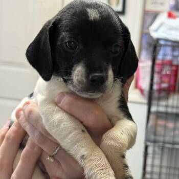 Cronut -  Mixed Breed Dog for Adoption in Columbia, South Carolina - Cronut | PetCurious