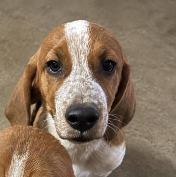 Chris -  Basset Hound Dog for Adoption in Colorado Springs, Colorado - Chris | PetCurious