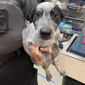 4 -  Australian Cattle Dog Blue Heeler Dog for Adoption in Westminster, California - 4 | PetCurious