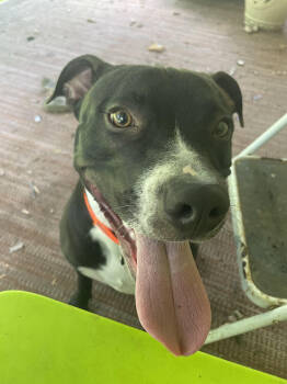 Rescue Pit Bull Terrier and Mixed Breed Dogs for Adoption in Chattanooga, Tennessee - Boone | PetCurious