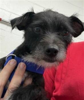 NORA -  Norfolk Terrier and Mixed Breed Dog for Adoption in San Bernardino, California - NORA | PetCurious