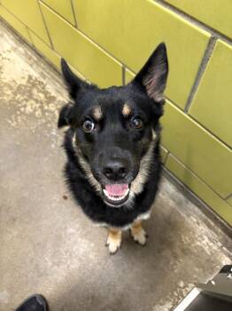 Mixed Breed Dogs Available for Adoption - Waylon | PetCurious