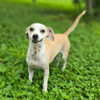 Gwen -  Chihuahua Dog for Adoption in Boise, Idaho - Gwen | PetCurious