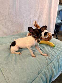 Gala -  Chihuahua Dog for Adoption in Richmond, Texas - Gala | PetCurious
