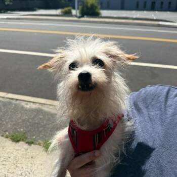 Caramel -  Mixed Breed Dog for Adoption in Patchogue, New York - Caramel | PetCurious
