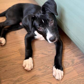 Scout -  Labrador Retriever and American Staffordshire Terrier Dog for Adoption in Chatham, New Jersey - Scout | PetCurious