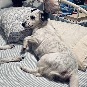 May -  Mixed Breed Dog for Adoption in Vaughan, Ontario - May | PetCurious