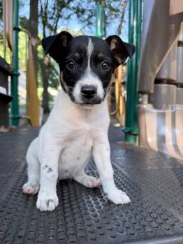 Pearl -  Beagle and Australian Cattle Dog Blue Heeler Dog for Adoption in Fairfax, Virginia - Pearl | PetCurious