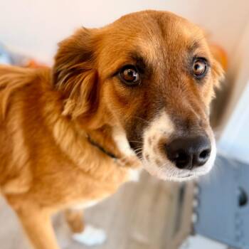 Golden Retriever and Mixed Breed Dogs Available for Adoption in Green Bay, Wisconsin - Bella | PetCurious