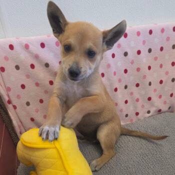 Batcave -  Mixed Breed Dog for Adoption in Park City, Utah - Batcave | PetCurious