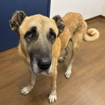 Cassius -  Shepherd and Mixed Breed Dog for Adoption in Beaumont, Texas - Cassius | PetCurious