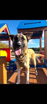 Delta -  German Shepherd Dog and Belgian Shepherd Malinois Dog for Adoption in Hoffman Estates, Illinois - Delta | PetCurious