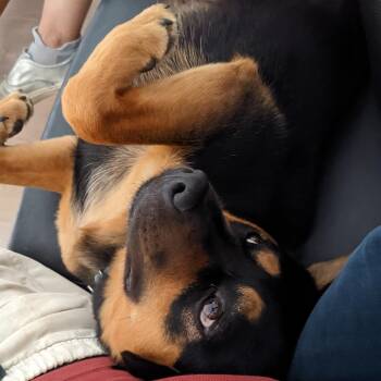 Sheba -  Mixed Breed Dog for Adoption in Covington, Washington - Sheba | PetCurious