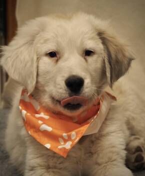 Scrabble -  Great Pyrenees Dog for Adoption in Buena Vista, Colorado - Scrabble | PetCurious