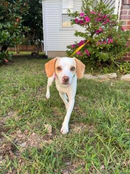 Marcella -  Beagle Dog for Adoption in Milton, Delaware - Marcella | PetCurious