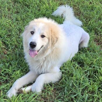 Rescue Great Pyrenees Dogs for Adoption in Brownsboro, Alabama - Mufasa | PetCurious