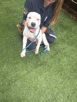 LUCAS -  Mixed Breed Dog for Adoption in Dallas, Texas - LUCAS | PetCurious