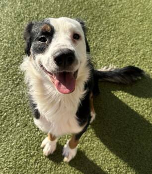 Australian Shepherd Dogs Available for Adoption - Stray Dog  | PetCurious