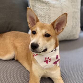 Holly is a great puppy -  Carolina Dog Dog for Adoption in Mettawa, Illinois - Holly Is A Great Puppy | PetCurious