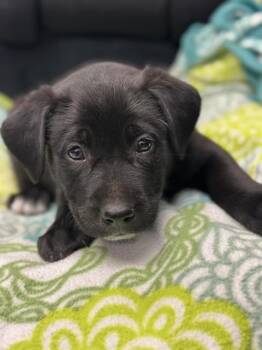 PISTACHIO -  Labrador Retriever and Mixed Breed Dog for Adoption in Stockton, California - PISTACHIO | PetCurious
