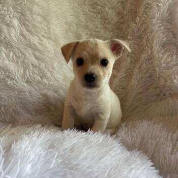 JUNIE -  Chihuahua Dog for Adoption in Chico, California - JUNIE | PetCurious