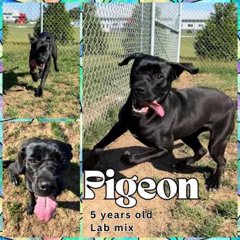 Rescue Labrador Retriever Dogs for Adoption in Franklin, Indiana - Pigeon | PetCurious