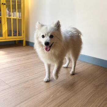 Stitch -  Pomeranian and Husky Dog for Adoption in Sonoma, California - Stitch | PetCurious