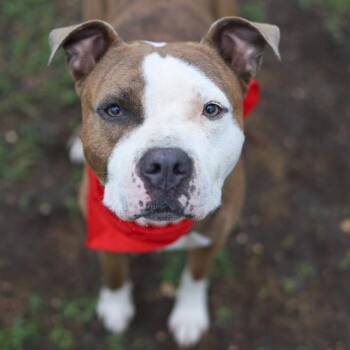GOLDEN CORRAL -  American Staffordshire Terrier Dog for Adoption in San Antonio, Texas - GOLDEN CORRAL | PetCurious
