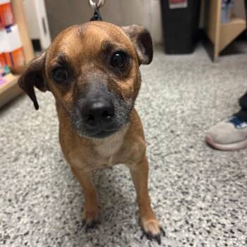 Milo -  Chihuahua and Dachshund Dog for Adoption in Lakeland, Florida - Milo | PetCurious
