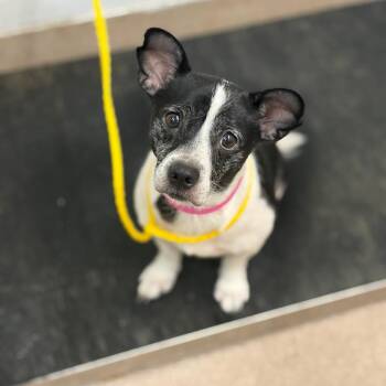 Soshi -  Jack Russell Terrier and Mixed Breed Dog for Adoption in Ardmore, Oklahoma - Soshi | PetCurious