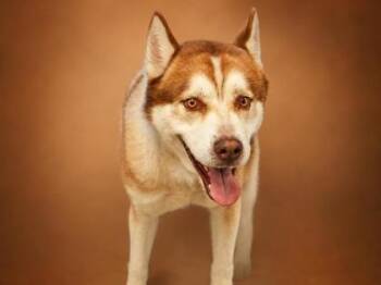 Oso -  Husky and Mixed Breed Dog Available for Adoption in Bowling Green, Kentucky - Oso | PetCurious