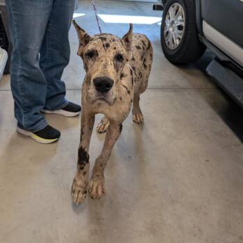 Bennie -  Great Dane Dog for Adoption in Dekalb, Illinois - Bennie | PetCurious