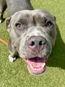 Tank -  Mixed Breed Dog for Adoption in Wichita, Kansas - Tank | PetCurious