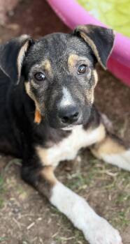 Mountain Cur and Shepherd Dogs Available for Adoption in Gilbert, Arizona - Wade | PetCurious