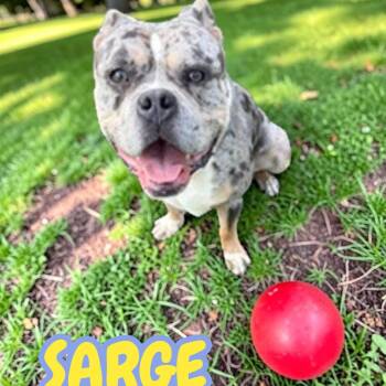 Sarge -  American Bully Dog for Adoption in Taunton, Massachusetts - Sarge | PetCurious