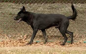 Ellington -  German Shepherd Dog Dog for Adoption in Little Rock, Arkansas - Ellington | PetCurious